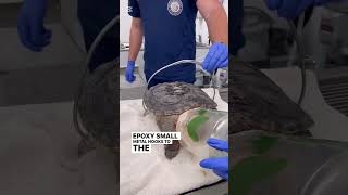 Shell-Evator for a huge snapping turtle at Wildlife Haven