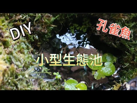 自製小型生態池系統|孔雀魚|電鍋內鍋製作|袖珍椰子，網紋草，蘋果萍，浮萍，袖珍小榕|植物男子