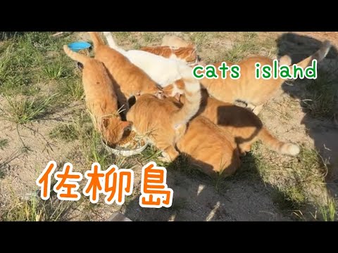 ばあちゃん元気になつたかな　I wonder if grandma is feeling better【睦月島】【夏休み2024】【猫島巡り】