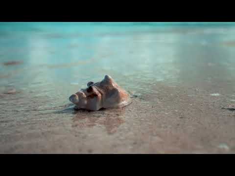 Seashell | Copyright Free Video Footage