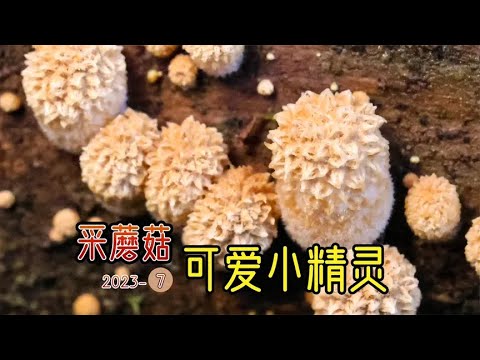 泡泡采蘑菇：哇，这个蘑菇我从未见过！