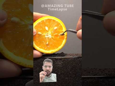 germination of orange seed  plant timelapse