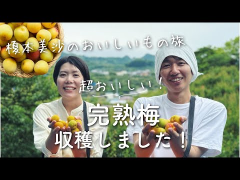 【おいしいもの旅】完熟梅の収穫に行ってきました！