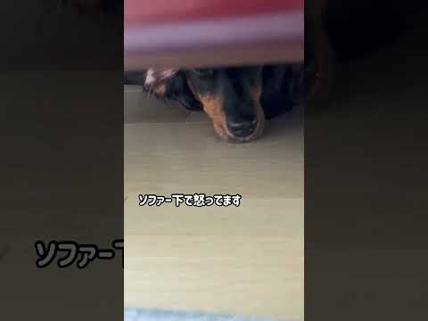 【おこかまちょ】かまってちゃんなんです #shorts #犬 #dog