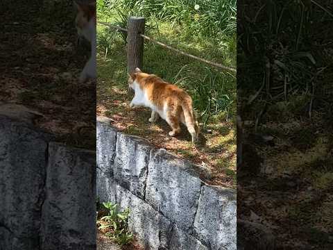 にゃんこ追いかけてたらこっち見てきた #cat #猫 #日本