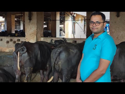 buffalo farming in India | Discussion with Krishi sansar.