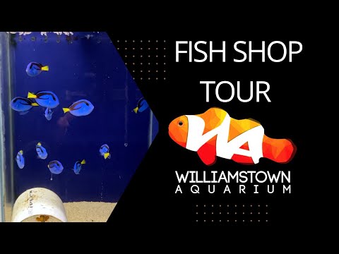 LFS Tour - Williamstown Aquarium!