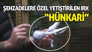 Şehzadelere Özel Yetiştirilen Irk: HÜNKARİ