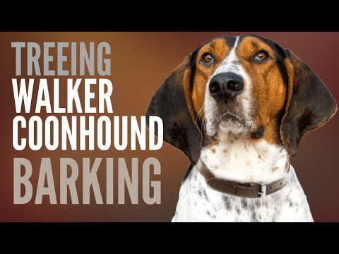 Treeing Walker Coonhound Barking. How Much does a Treeing Walker Coonhound Bark?