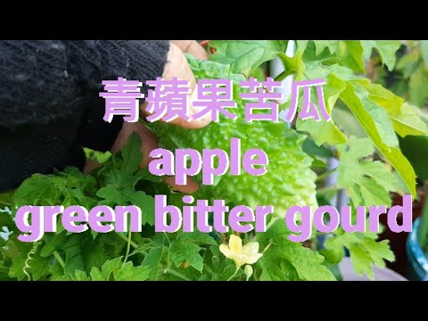 青蘋果苦瓜 apple green bitter gourd