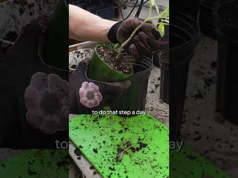 How to Pot Up your Tomatoes