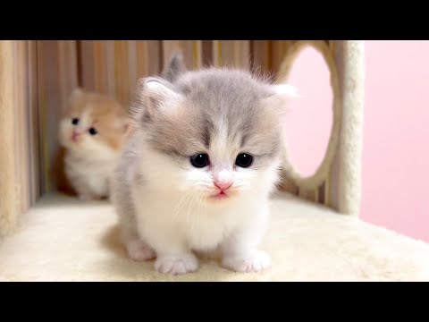 【マンチカンの子猫】尻尾がピンピンで可愛いが過ぎる件 ～猫のいる生活Vol.1011～出産動画 マンチカン短足・ミヌエット・ペルシャ猫専門ブリーダー『ペット蔵人』【子猫の成長記録】