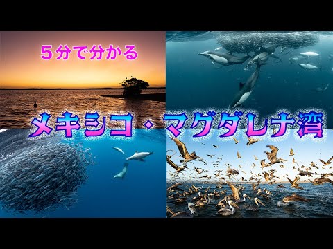 5分で分かる！ー生物の宝庫・メキシコ・バハカルフォルニア・マグダレナ湾ー マーリン・イルカ・アシカがイワシのベイトボールで荒れ狂う海！！