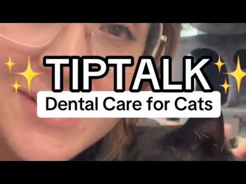 Tip Talk ~ Dental Care for Cats