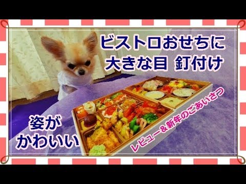 ビストロおせちに大きな目が釘付け👀の姿が可愛いチワワ🐶レビュー＆新年のごあいさつ🎍お取り寄せ2020～Japanese New Year cuisine and cute Chihuahua👘