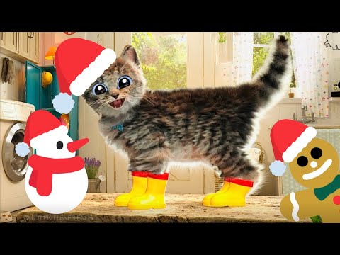 CUTE LITTLE KITTEN ADVENTURE  OF A LITTLE KITTY 😸 Cat Play Fun Pet Care VIDEO FOR PRESCHOOLERS #1164