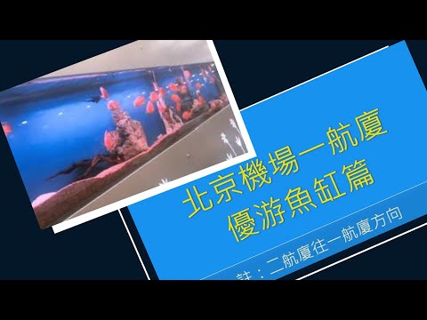 療心生活萬象２２～北京勇闖天涯篇：療癒的北京機場航廈大型水族魚缸｜愛人生全方位療心系列２６｜人生全方位成長學苑