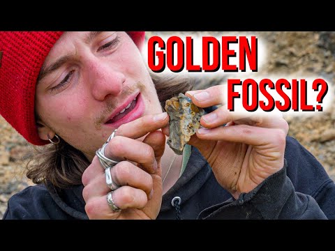 Hunting Rare Golden Fossils