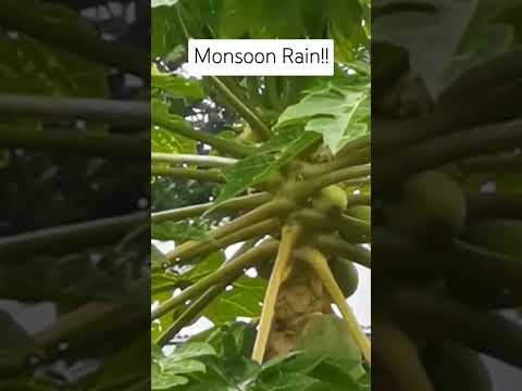 The Papaya can't produce its maximum if it's raining too much!! #papaya #fruit #fruits #monsoon