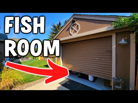 Converting My Shed/Outbuilding Into An Fish Room!