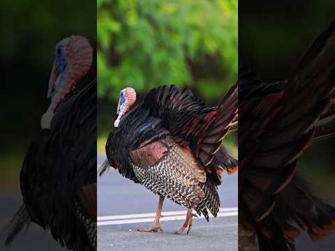 The Wild Turkey: Majestic Birds of the Wilderness