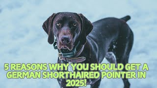 5 Reasons Why You Should Get a German Shorthaired Pointer in 2025! 🎯