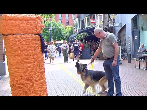 Angry Dog VS Angry Carrot !! Angry Carrot Prank !!