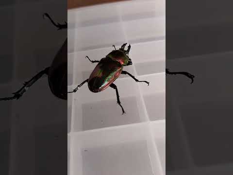 ニジイロクワガタ/レッド/ホワイトアイでました！♀#クワガタ #stag beetle　