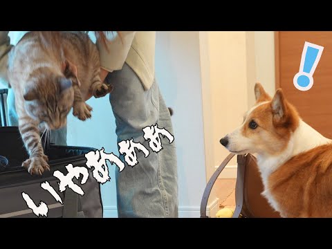 病院に連行される同居猫を見た犬がこうなりました！