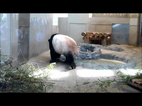 2012 上野動物園スペシャル　１　(Mysterious　animal world in Ueno zoo　1)