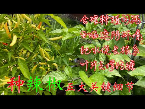 【渔耕笔记】种辣椒 | 辣椒青椒种植 五大最关键种植细节 Pepper Top 5 Growing Tips