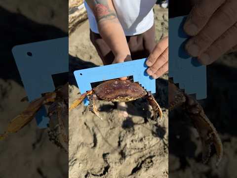 Crabbing on the Oregon Coast🦀 #crab #beach #shorts