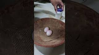 Preparing bowl for the pigeon #pigeon #pigeonfan #birds #birdspecies #kabootar #pigeonlove #bird