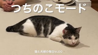 猫と夫婦の毎日VLOG#383 つちのこ出た