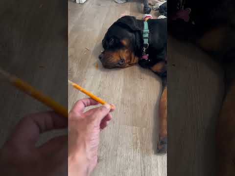 they can’t finish there homework  #reels #dog #pets #funny #fyp #rottweiler #youtubeshorts  #shorts