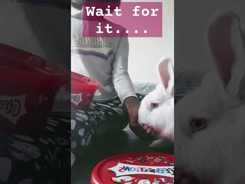 wait for it... @mactherabbit #rabbit #rabbits #cutebabyrabbit #bunny #mac #adorable #cute