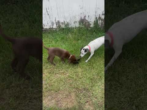 beau picks up his first goose wing