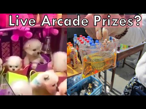 Is China Using REAL Animals in Arcade Games?