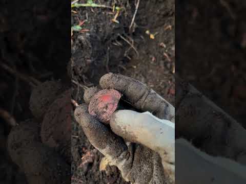 90 Year old Antique Lysol Bottle Found Bottle Digging. #shorts #viralvideo