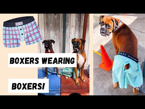 Boxer Dogs Wearing Boxers (A Race)