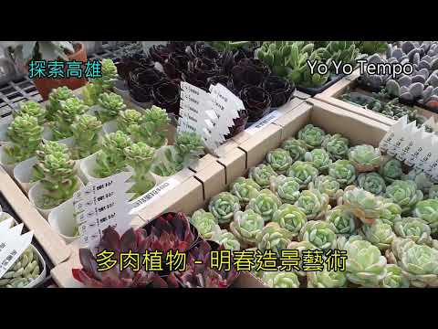 分享明春造景藝術多肉植物  - 探索高雄