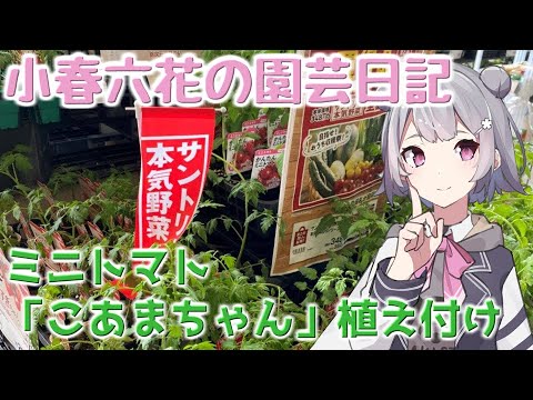 【ガーデニング】小春六花の園芸日記#3～ミニトマト「こあまちゃん」植え付け～【Cevio AI実況】