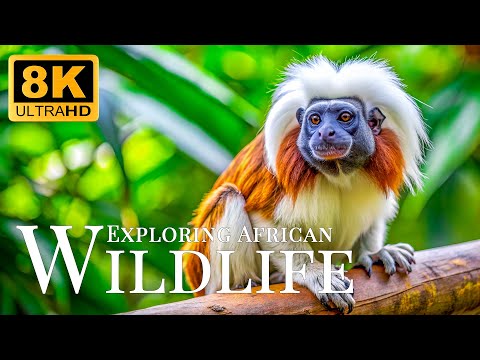 Exploring African Wildlife 8K ULTRA HD🐾Relaxing Scenery Film With Gentle Music