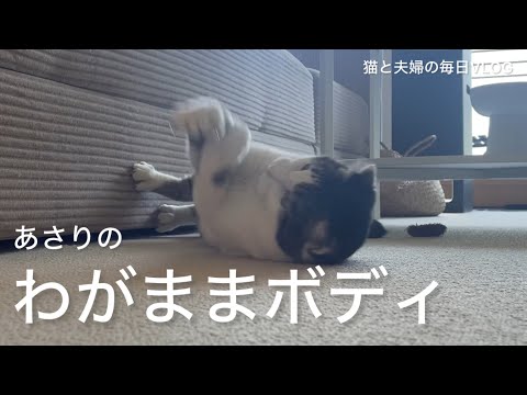 猫と夫婦の毎日VLOG#438 ひっくり返って遊んじゃう