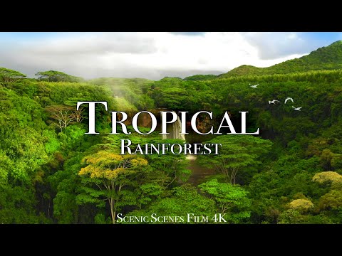 Tropical Rainforest 4K - Amazon, Costa Rica, Tasmania | Jungle Sounds | Scenic Relaxation Film