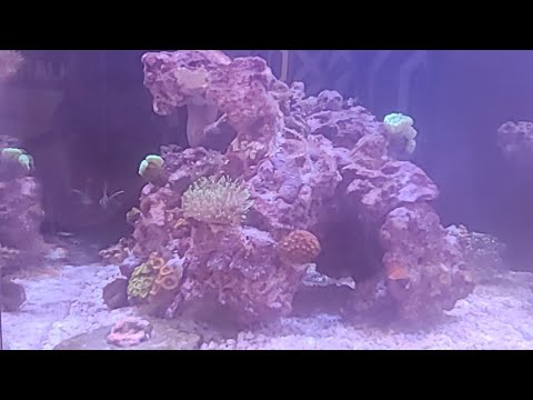 Muzzle Free Aquarium Talk.