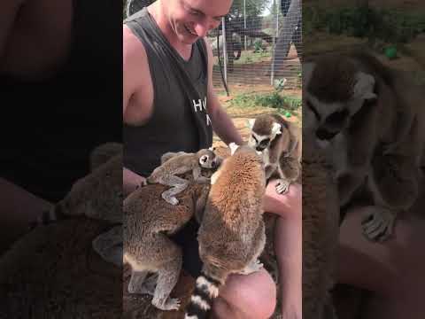 Adorable Lemurs Eat on Man's Lap