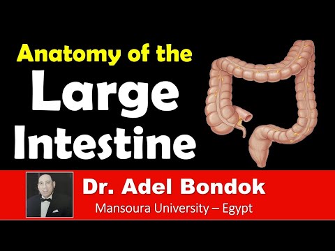 Anatomy of the Large Intestine, Dr Adel Bondok