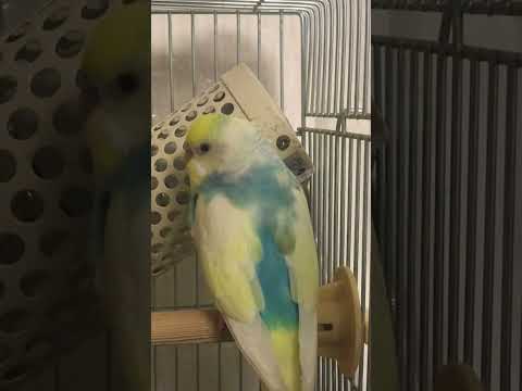 眠すぎインコ #shorts #セキセイインコ #budgie #かわいい #すいちゃん