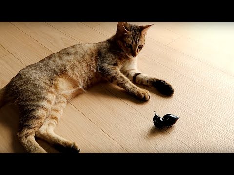 今天跟貓咪們玩什麼呢？ Cats And Toy